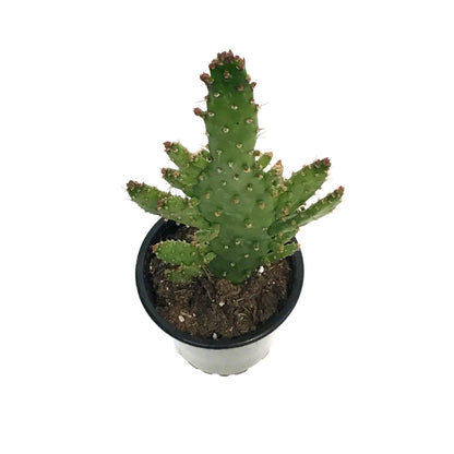 Cactus, 3.5in, Opuntia Monocantha 'Joseph's Coat'