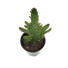 Load image into Gallery viewer, Cactus, 3.5in, Opuntia Monocantha 'Joseph's Coat'
