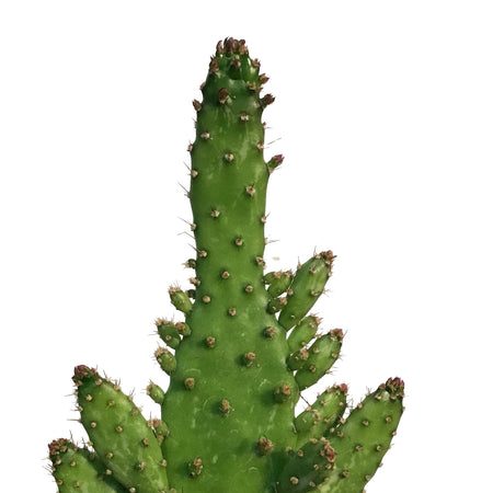 Cactus, 2.5in, Opuntia Monocantha 'Joseph's Coat'