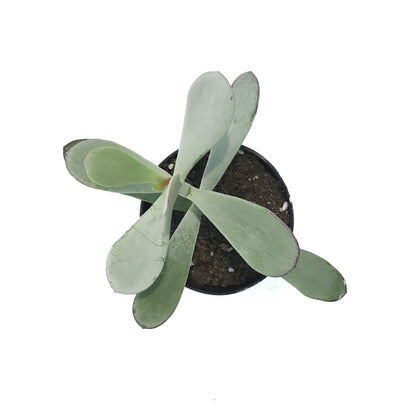 Succulent, 3.5in, Cotyledon Silver Peak