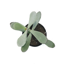 Load image into Gallery viewer, Succulent, 3.5in, Cotyledon Silver Peak
