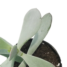 Load image into Gallery viewer, Succulent, 3.5in, Cotyledon Silver Peak
