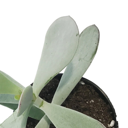 Succulent, 3.5in, Cotyledon Silver Peak
