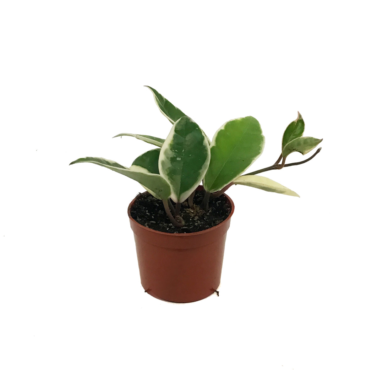 Hoya, 2.5in, Carnosa Krimson Queen