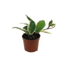 Load image into Gallery viewer, Hoya, 2.5in, Carnosa Krimson Queen
