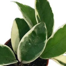 Load image into Gallery viewer, Hoya, 2.5in, Carnosa Krimson Queen
