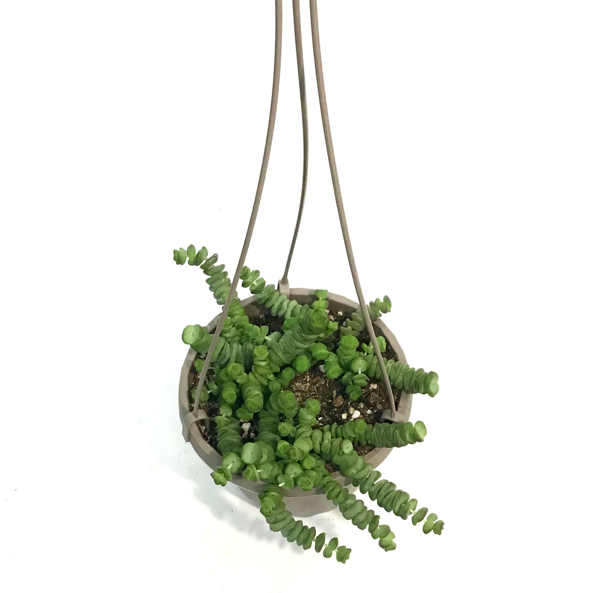Hottentot, 6in,HB