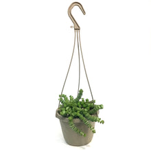 Load image into Gallery viewer, Hottentot, 6in,HB
