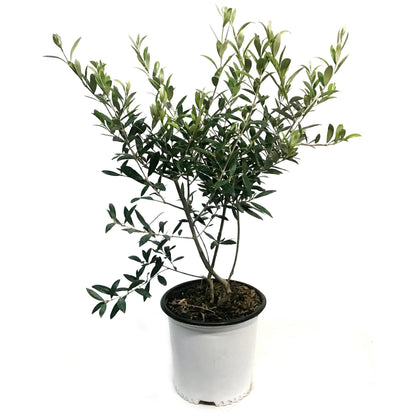 Olive Tree, 2Gal, European