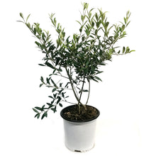 Load image into Gallery viewer, Olive Tree, 2Gal, European
