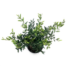 Load image into Gallery viewer, Olive Tree, 2Gal, European
