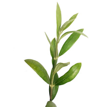 Load image into Gallery viewer, Olive Tree, 2Gal, European
