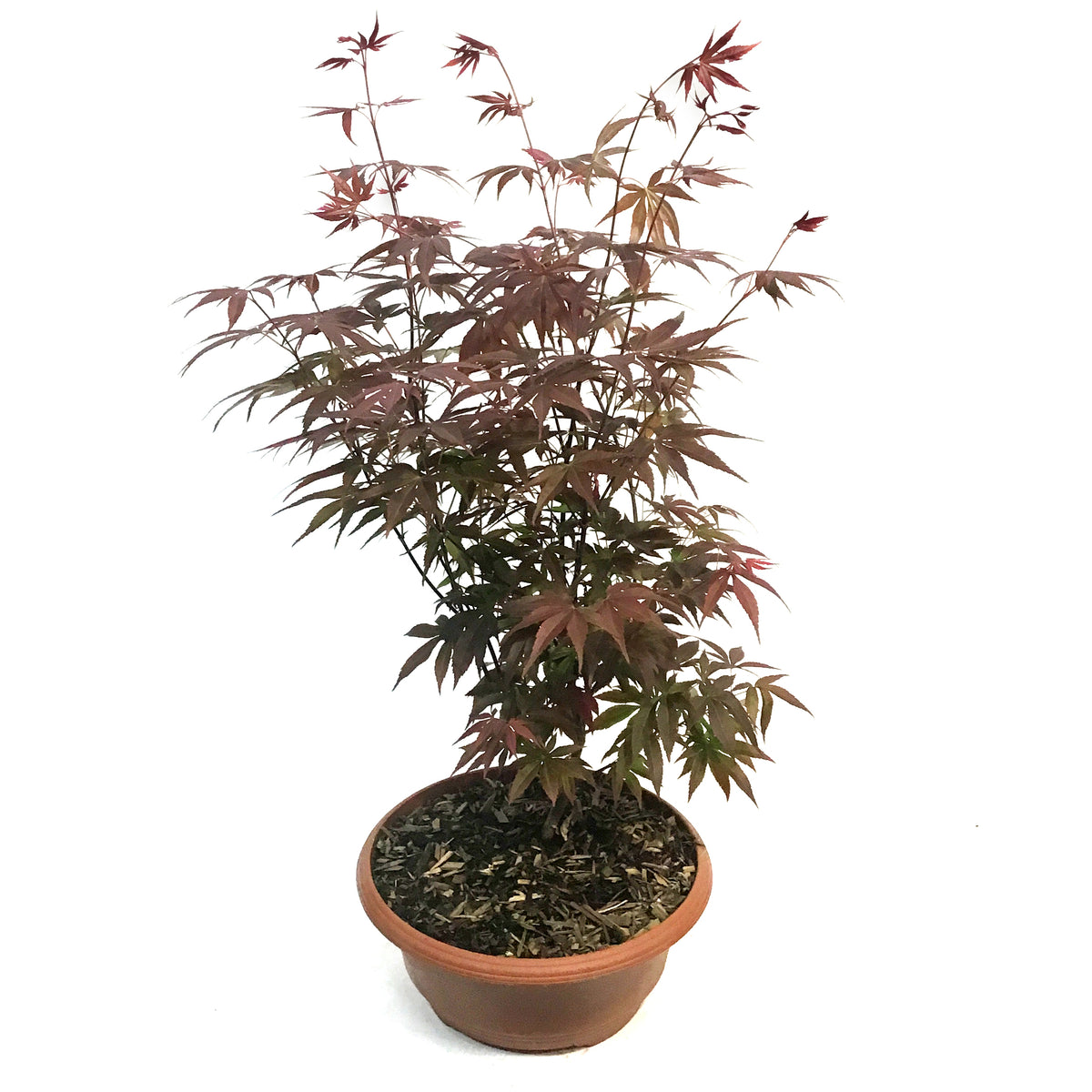 Patio Bowl, Japanese Maple