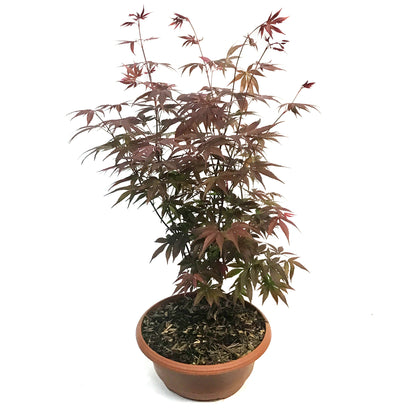 Patio Bowl, Japanese Maple