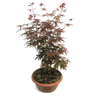 Patio Bowl, Japanese Maple