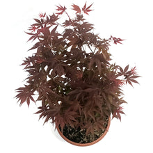 Load image into Gallery viewer, Patio Bowl, Japanese Maple
