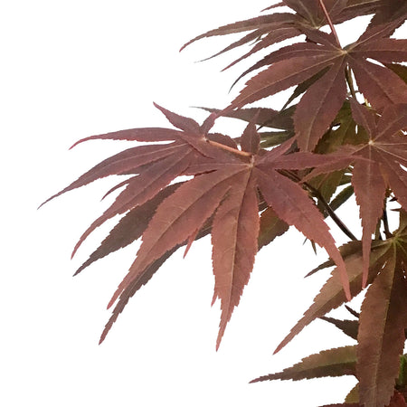 Patio Bowl, Japanese Maple