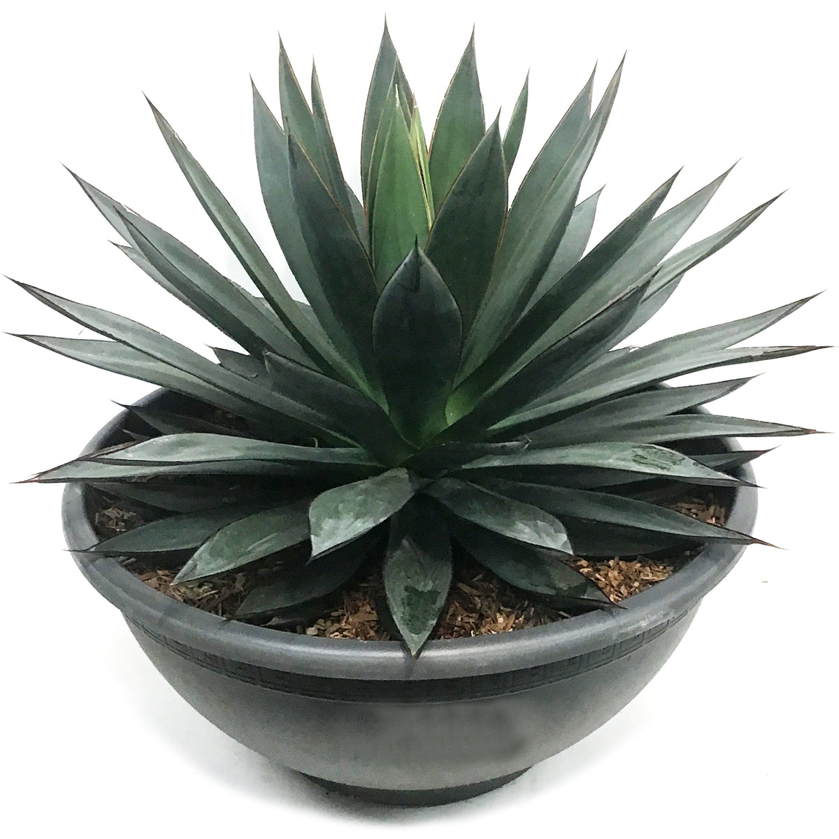 Agave, 50cm, Blue Glow