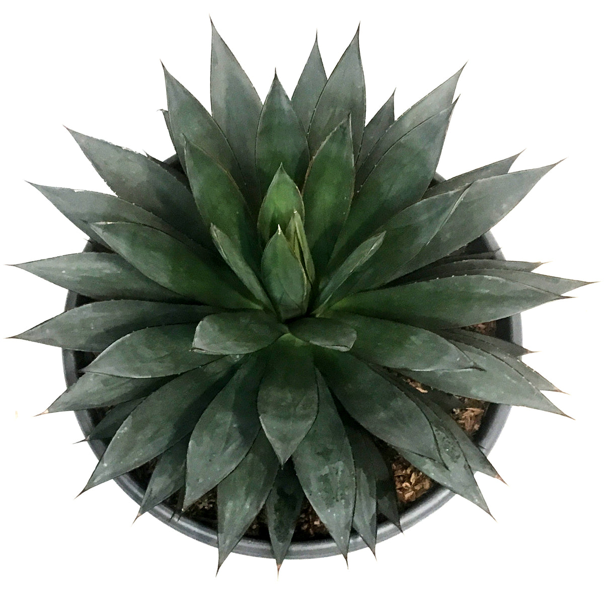 Agave, 50cm, Blue Glow