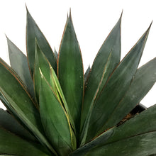Load image into Gallery viewer, Agave, 50cm, Blue Glow
