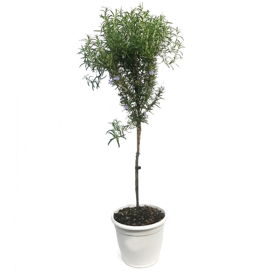 Patio Pot, Rosemary