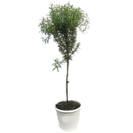 Patio Pot, Rosemary