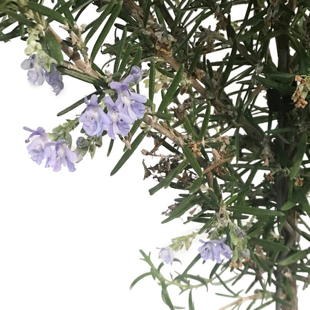 Patio Pot, Rosemary