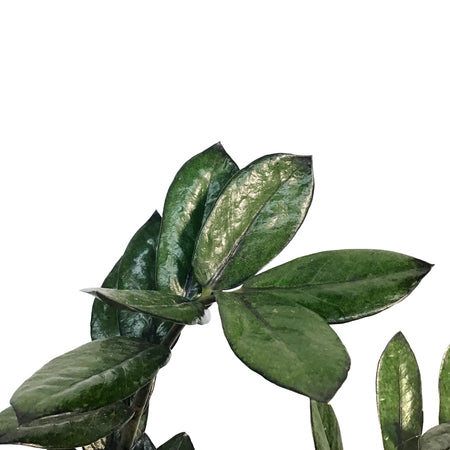ZZ Plant, 5in, Black