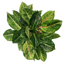 Load image into Gallery viewer, Aglaonema, 8in, Golden Papaya

