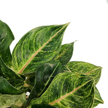 Load image into Gallery viewer, Aglaonema, 8in, Golden Papaya
