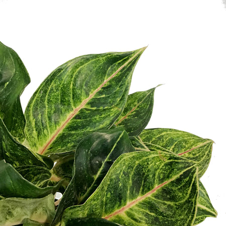 Aglaonema, 8in, Golden Papaya