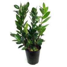 Load image into Gallery viewer, ZZ Plant, 5in, chameleon
