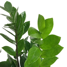 Load image into Gallery viewer, ZZ Plant, 5in, chameleon
