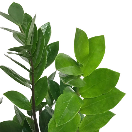 ZZ Plant, 5in, chameleon