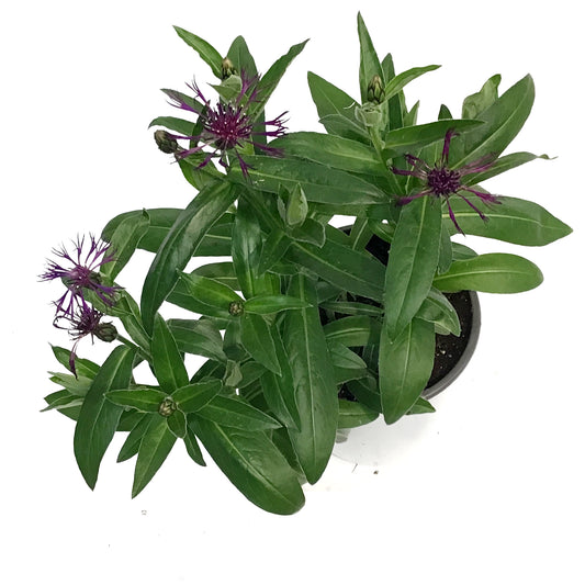 Centaurea Montana, 1Gal, Amethyst Dream