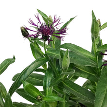 Load image into Gallery viewer, Centaurea Montana, 1Gal, Amethyst Dream
