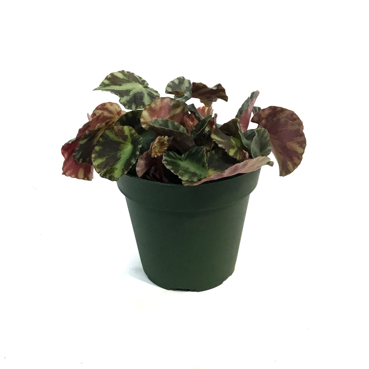 Begonia, 4in, Cleopatra