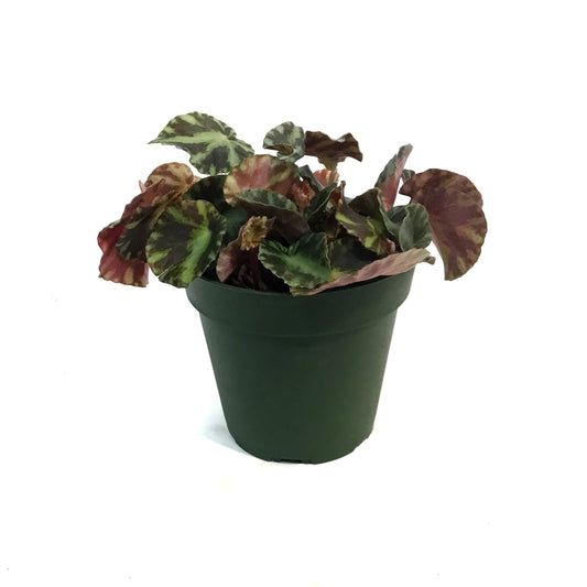 Begonia, 4in, Cleopatra