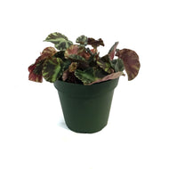 Begonia, 4in, Cleopatra