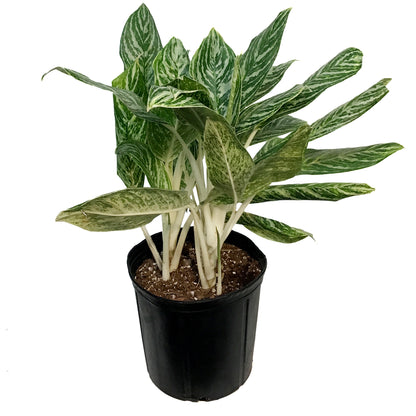 Aglaonema, 10in, Golden Madonna