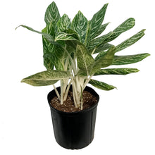 Load image into Gallery viewer, Aglaonema, 10in, Golden Madonna
