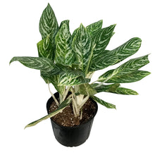 Load image into Gallery viewer, Aglaonema, 10in, Golden Madonna
