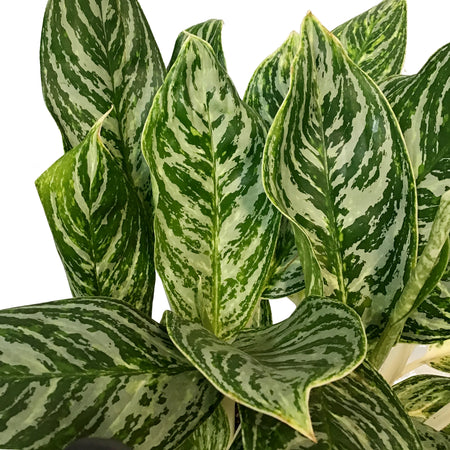 Aglaonema, 10in, Golden Madonna
