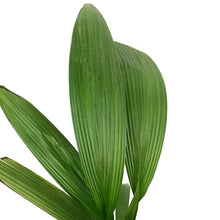 Load image into Gallery viewer, Palm, 10in, Grass
