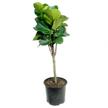 Load image into Gallery viewer, Ficus, 8in, Little Fiddle
