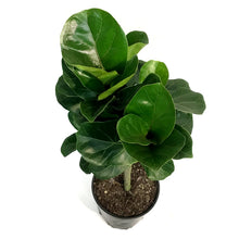 Load image into Gallery viewer, Ficus, 8in, Little Fiddle
