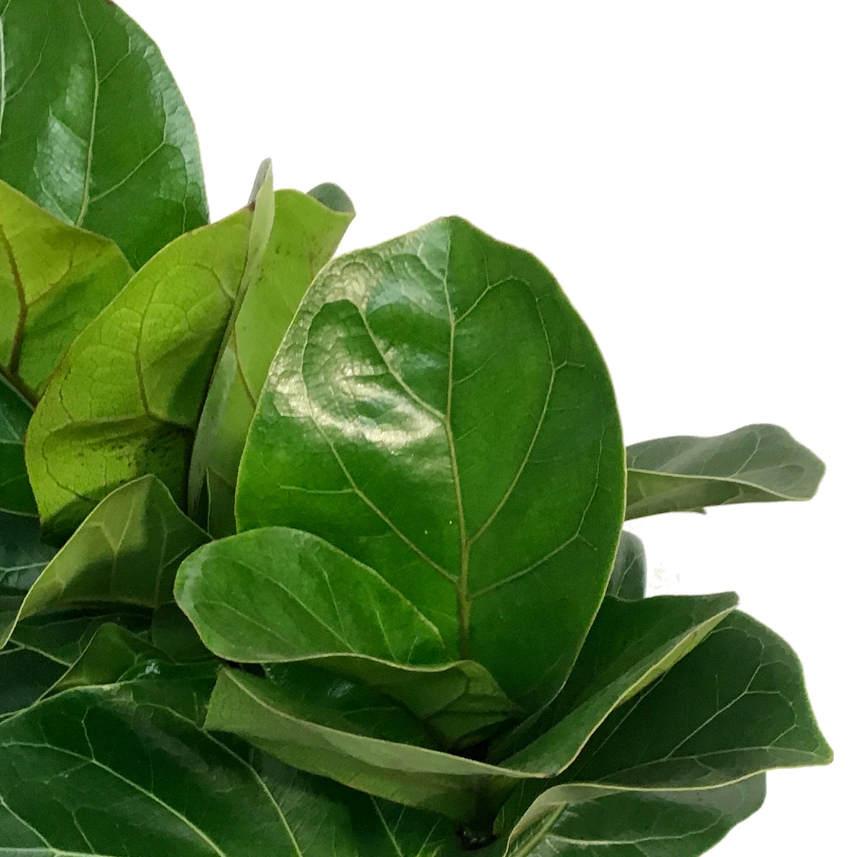 Ficus, 8in, Little Fiddle