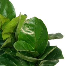 Load image into Gallery viewer, Ficus, 8in, Little Fiddle
