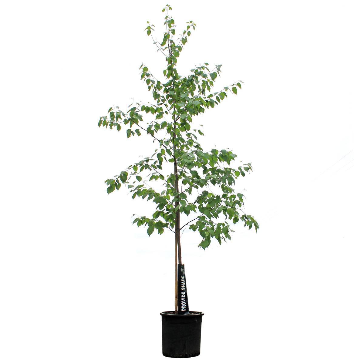 Birch, 10 gal, Paper