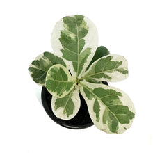 Load image into Gallery viewer, Ficus, 4in, Lyrata Variegated
